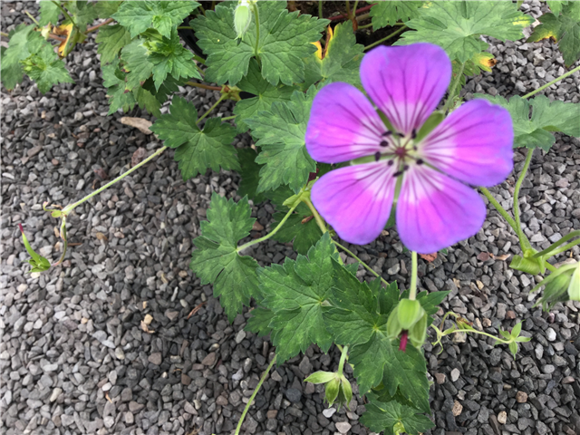 Geranium 'Sweet Heidi' 3L