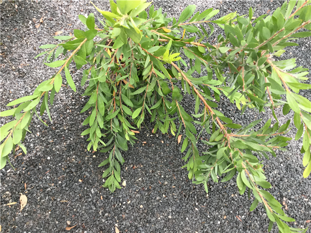 Callistemon citrinus Stem P22