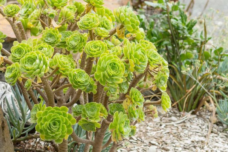 Aeonium arboreum 9cm