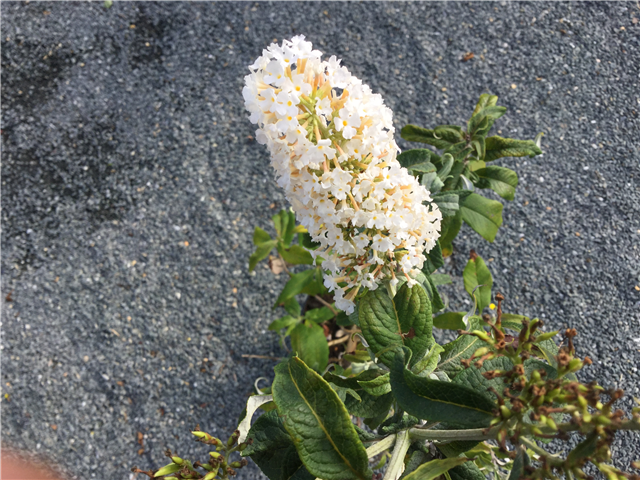 Buddleja davidii 'White Profusion' 3ltr
