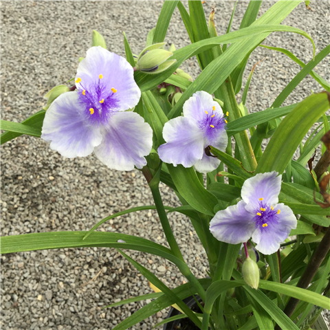 Tradescantia (Andersoniana Group) 'Euridice' 3ltr