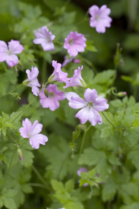 Geranium x oxonianum 3L