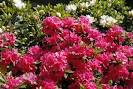 Azalea 2Litre
