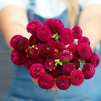 Dahlia Rocco 2ltr