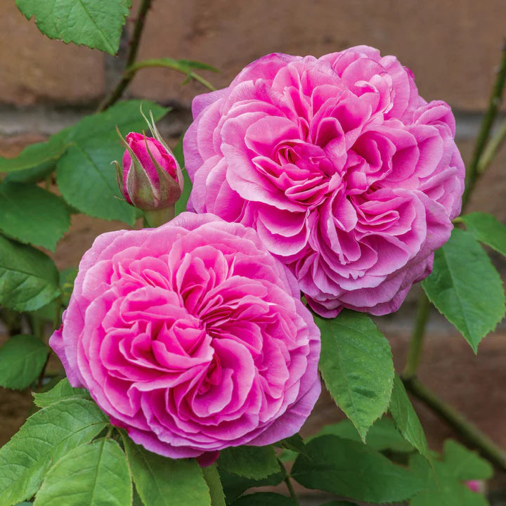 David Austin Rose Gertrude Jekyll