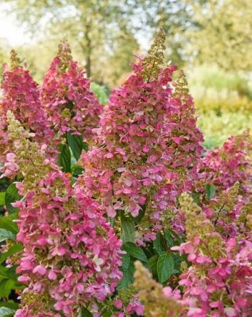 Hydrangea paniculata Candlestick 3L