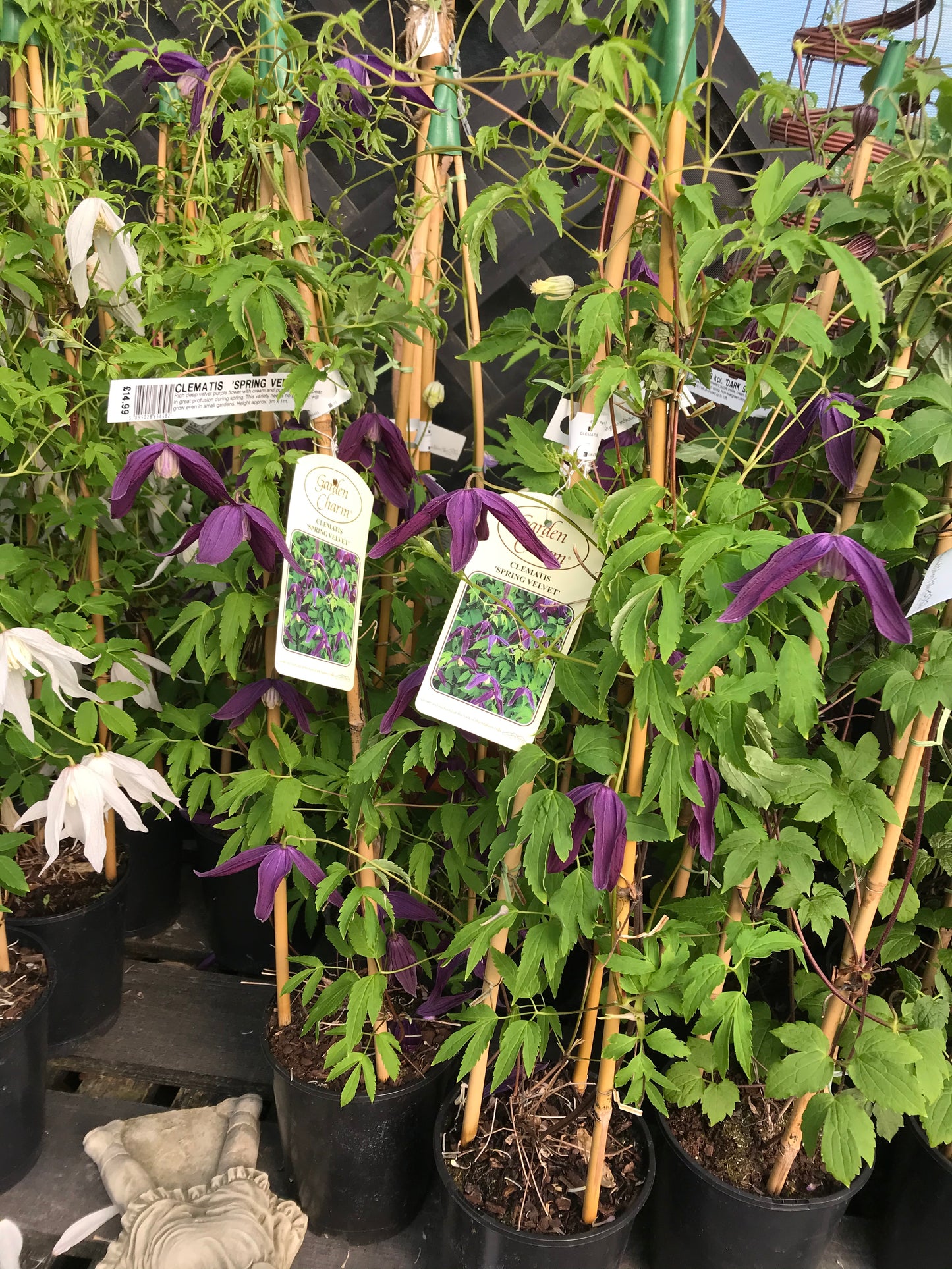 Clematis ‘Spring Velvet’