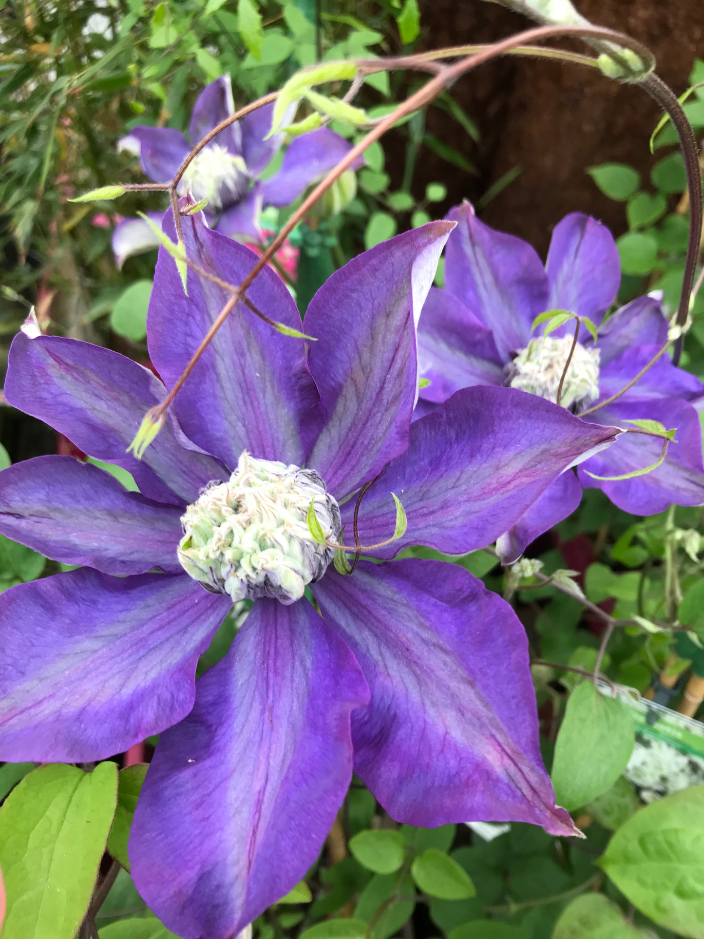 Clematis ‘Shikoo’