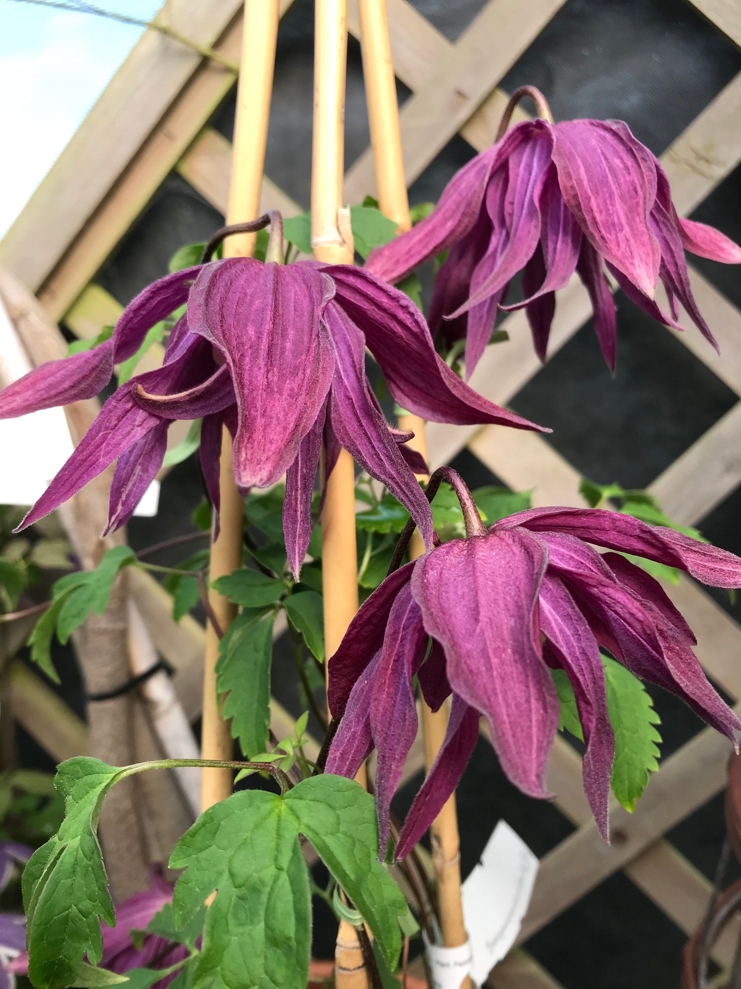 Clematis ‘Sir Edward Elgar’