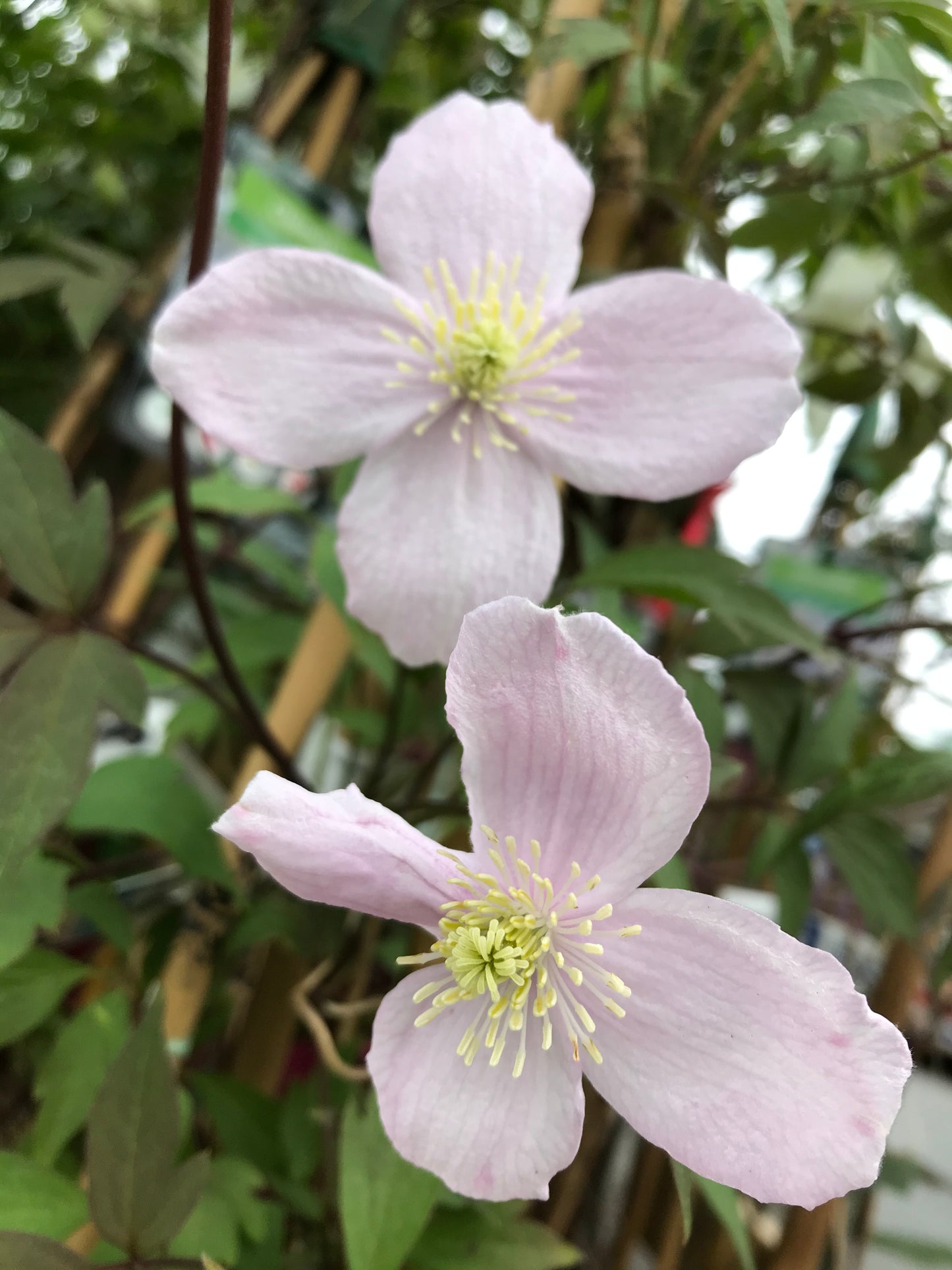 Clematis montana var ‘Rubens’