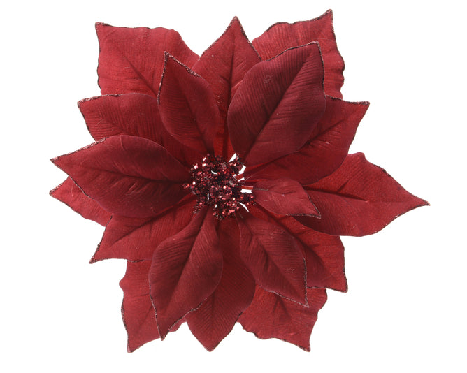 Poinsettia