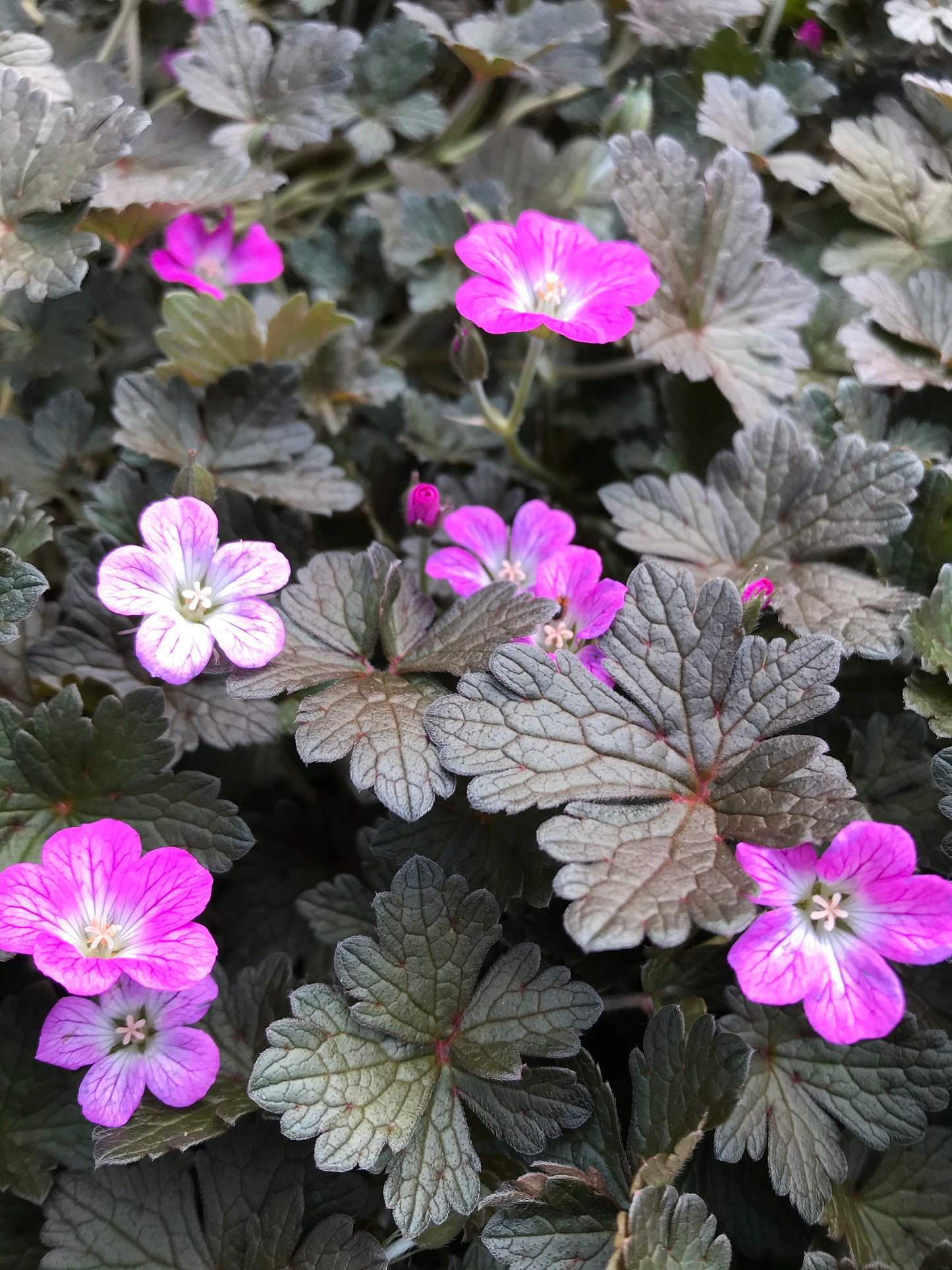 Geranium ‘Orkney Cherry’