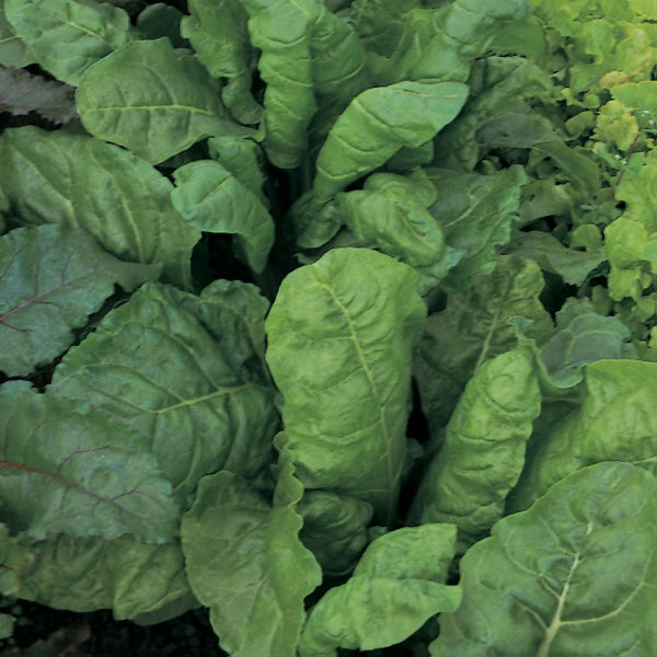 Kings Seeds Beet, Leaf Perpetual Spinach