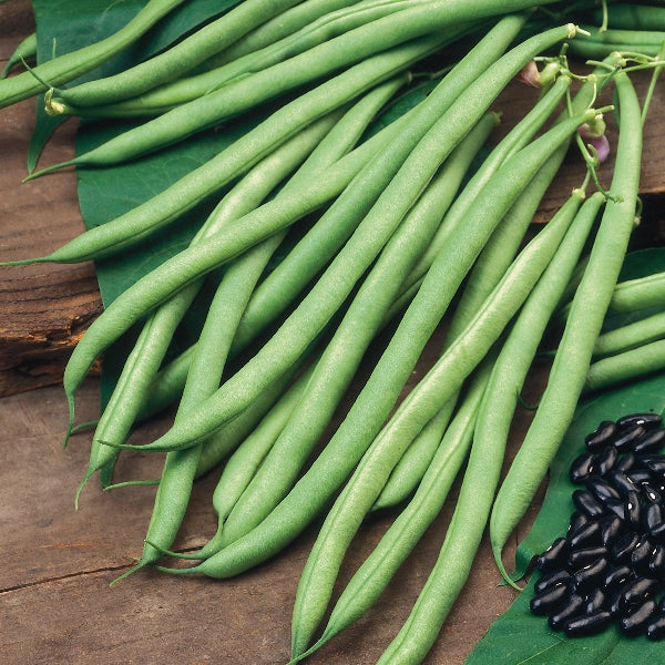 Kings Seeds Climbing French Bean Cobra