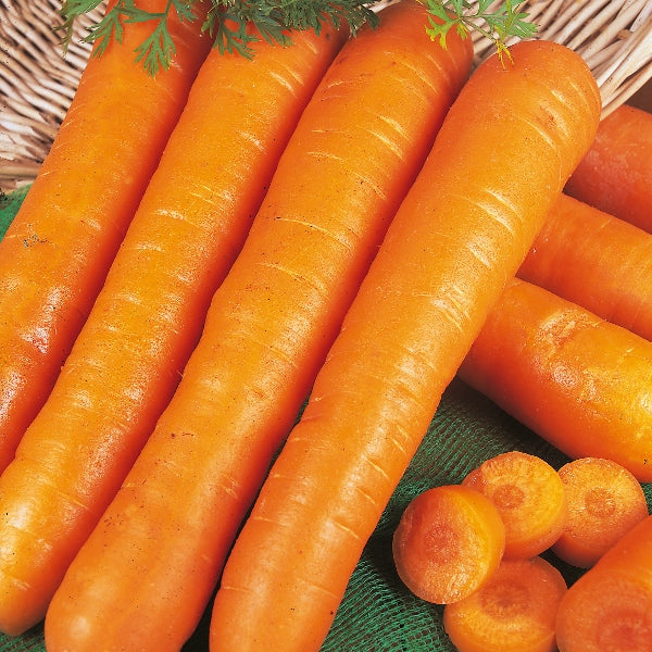 Kings Seeds Carrot Early Nantes 2