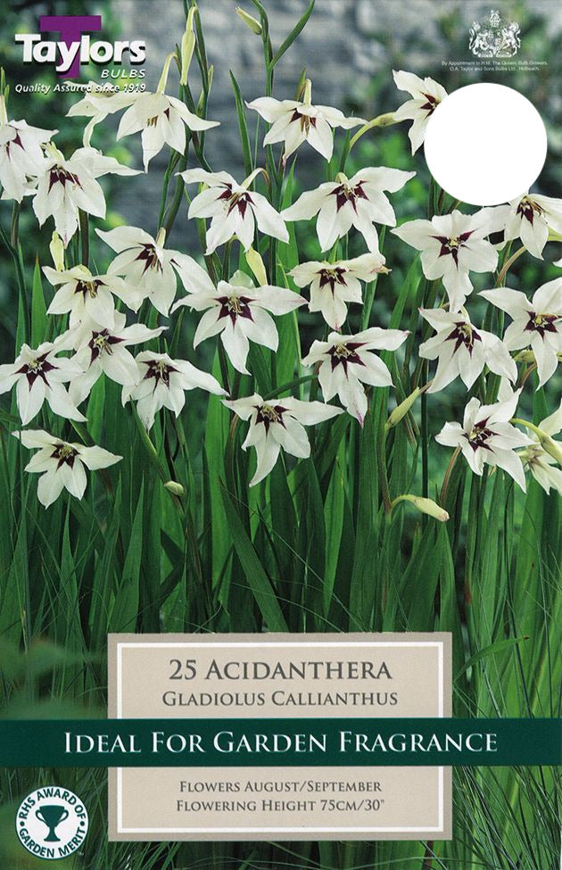 Acidanthera Gladiolus Callianthus