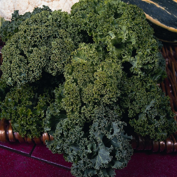 Kings Seeds Kale Dwarf Green Curled