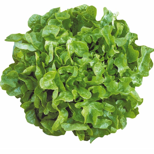 Kings Seeds Lettuce Oakleaf Smile