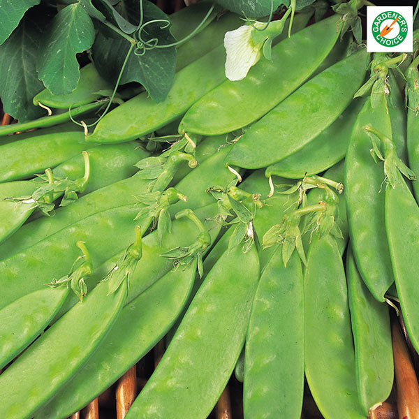 Kings Seeds Pea Oregon Sugar Pod