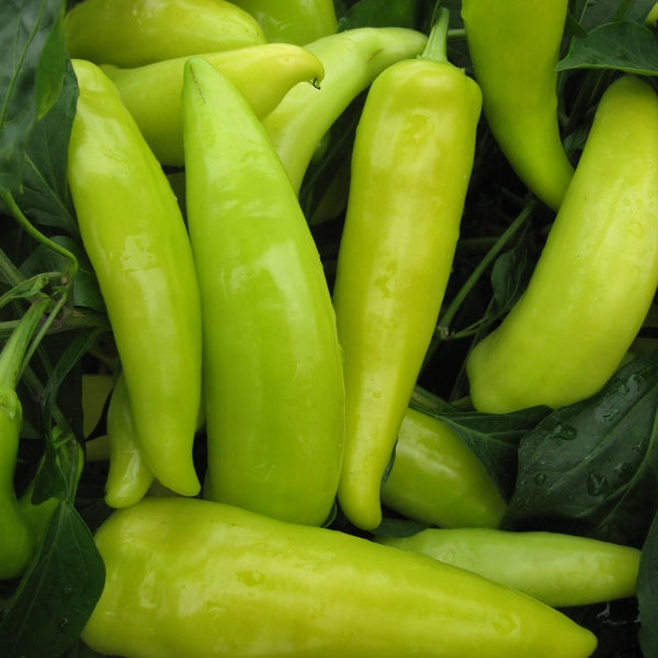 Suffolk Herbs ORGANIC SEEDS Pepper Hungarian Wax