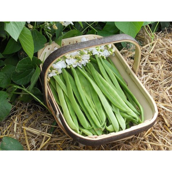 Kings Seeds Runner Bean Moonlight