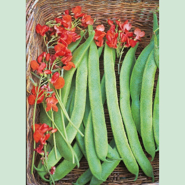 Kings Seeds Runner Bean Prizewinner
