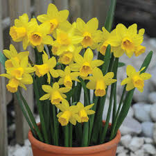 Narcissus 'Tete a Tete'