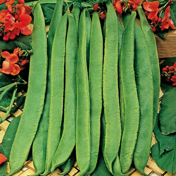 Kings Seeds Runner Bean 'Scarlet Emperor' Organic