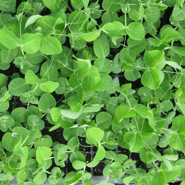 Kings Seeds Pea Shoots 'Serge'