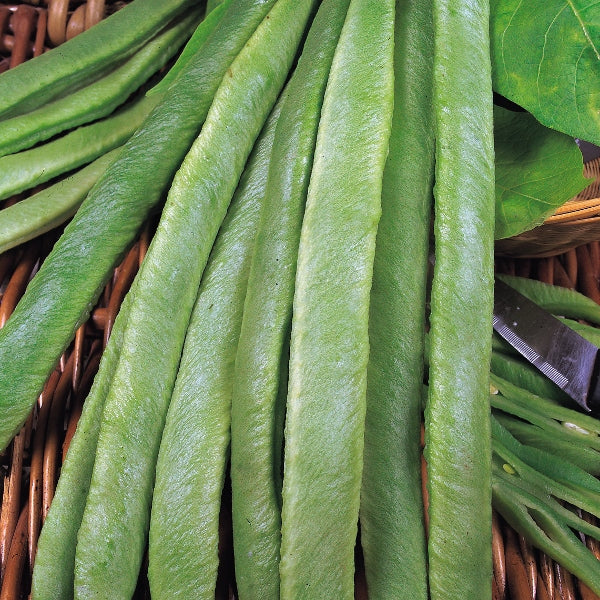 Kings Seeds Runner Bean 'Streamline'