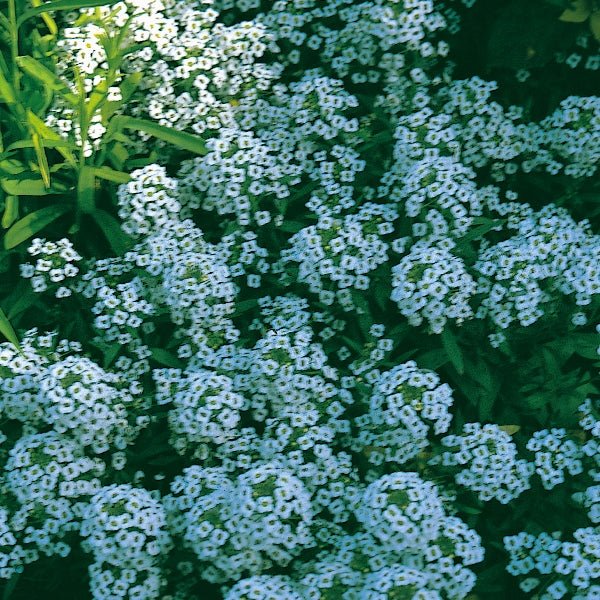 Kings Seeds Alyssum Carpet of Snow