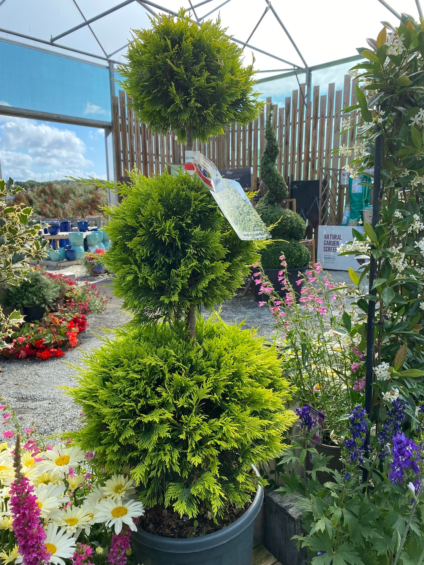 Cupressocyparis Leylandii Gold Rider Pom Pom 100-120 18ltr