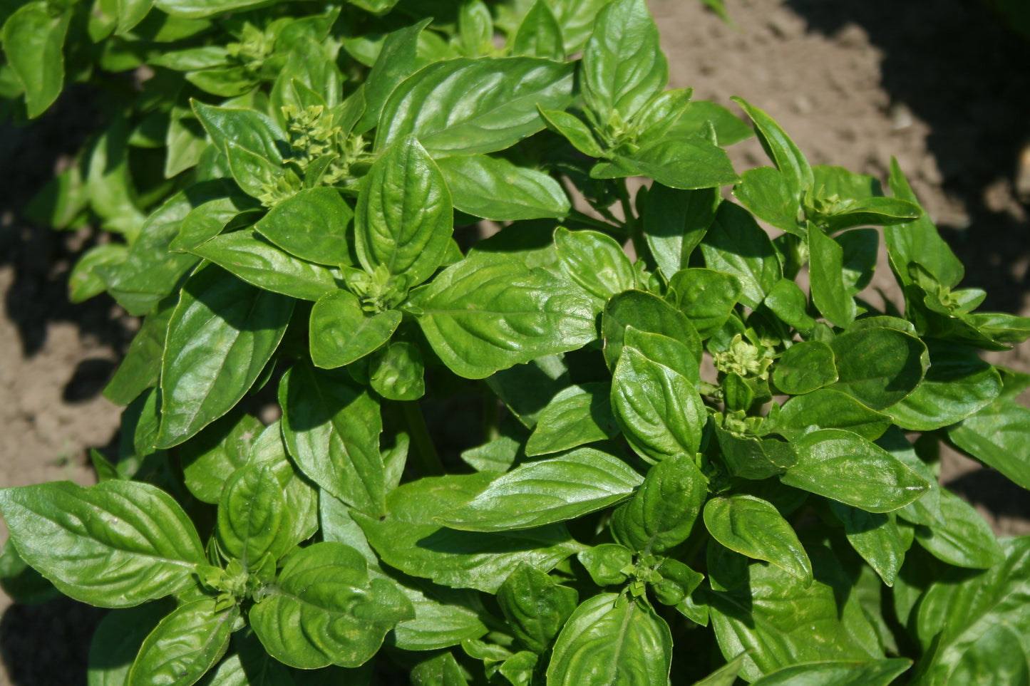 Kings Seeds Herb Basil British