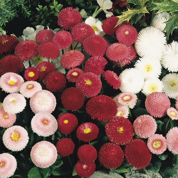 Kings Seeds Bellis perennis Tasso Mixed