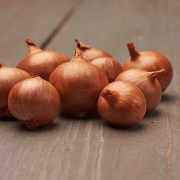 Biztro Shallots