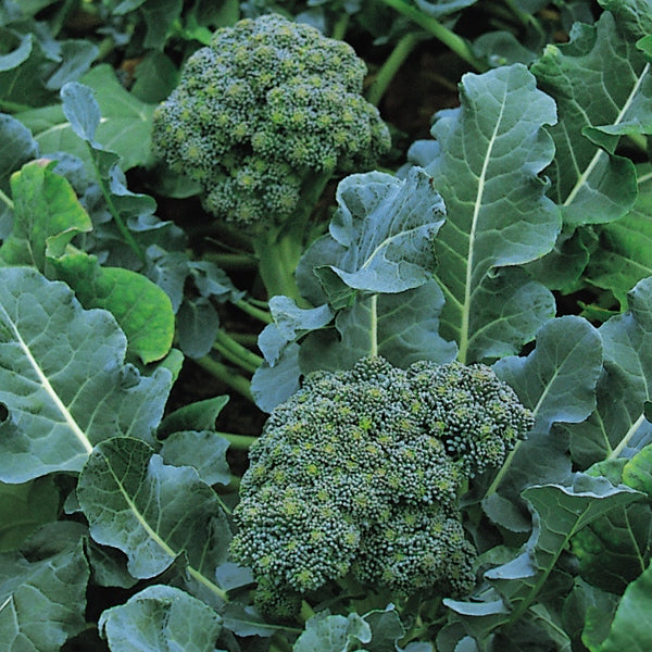 Kings Seeds Calabrese Green Sprouting
