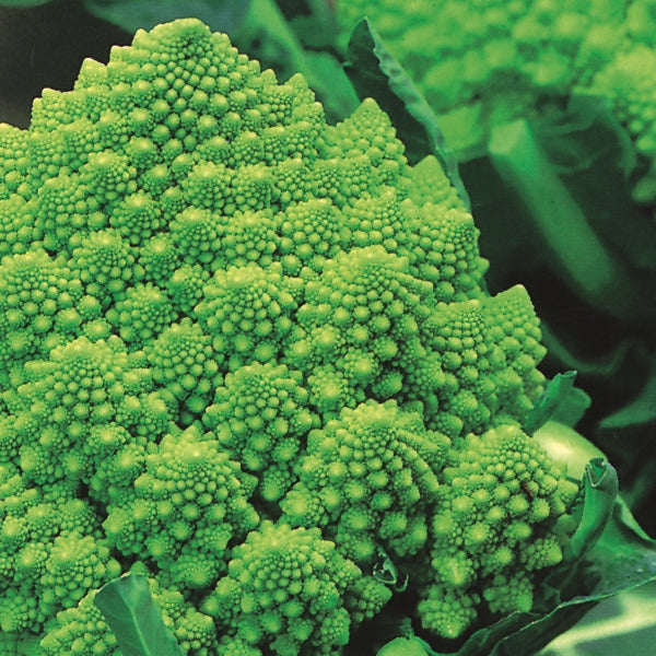 Kings Seeds Cauliflower Romanesco