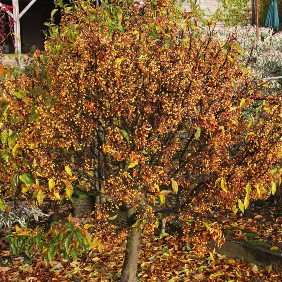 Malus Cinderella Patio
