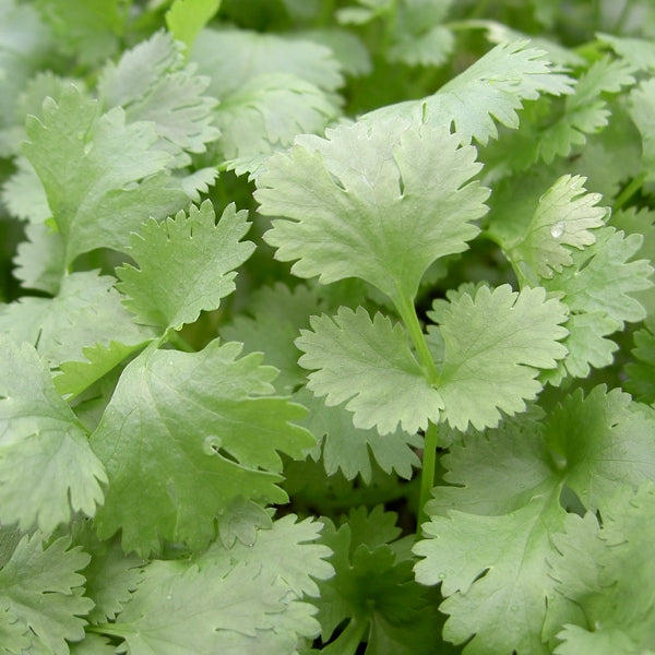 Kings Seeds Herb Coriander Leisure Leafy