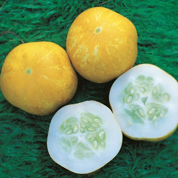 Kings Seeds Cucumber Crystal Lemon