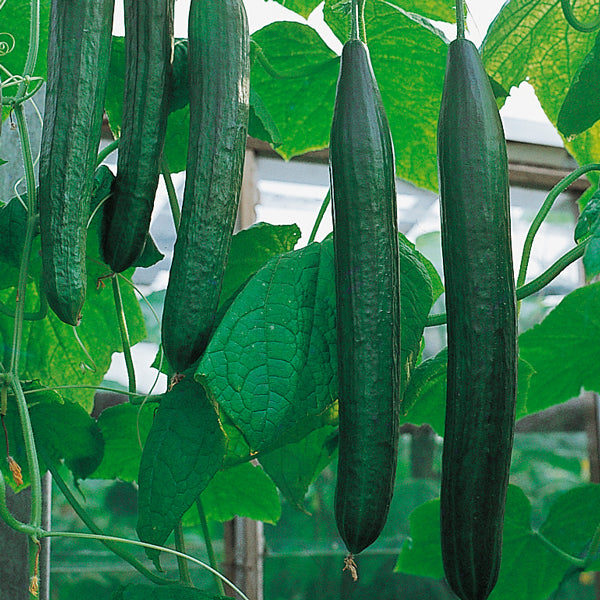 Suffolk Herbs ORGANIC SEEDS Cucumber Flamingo F1