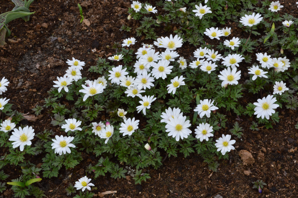 Anemone blanda White Splendour