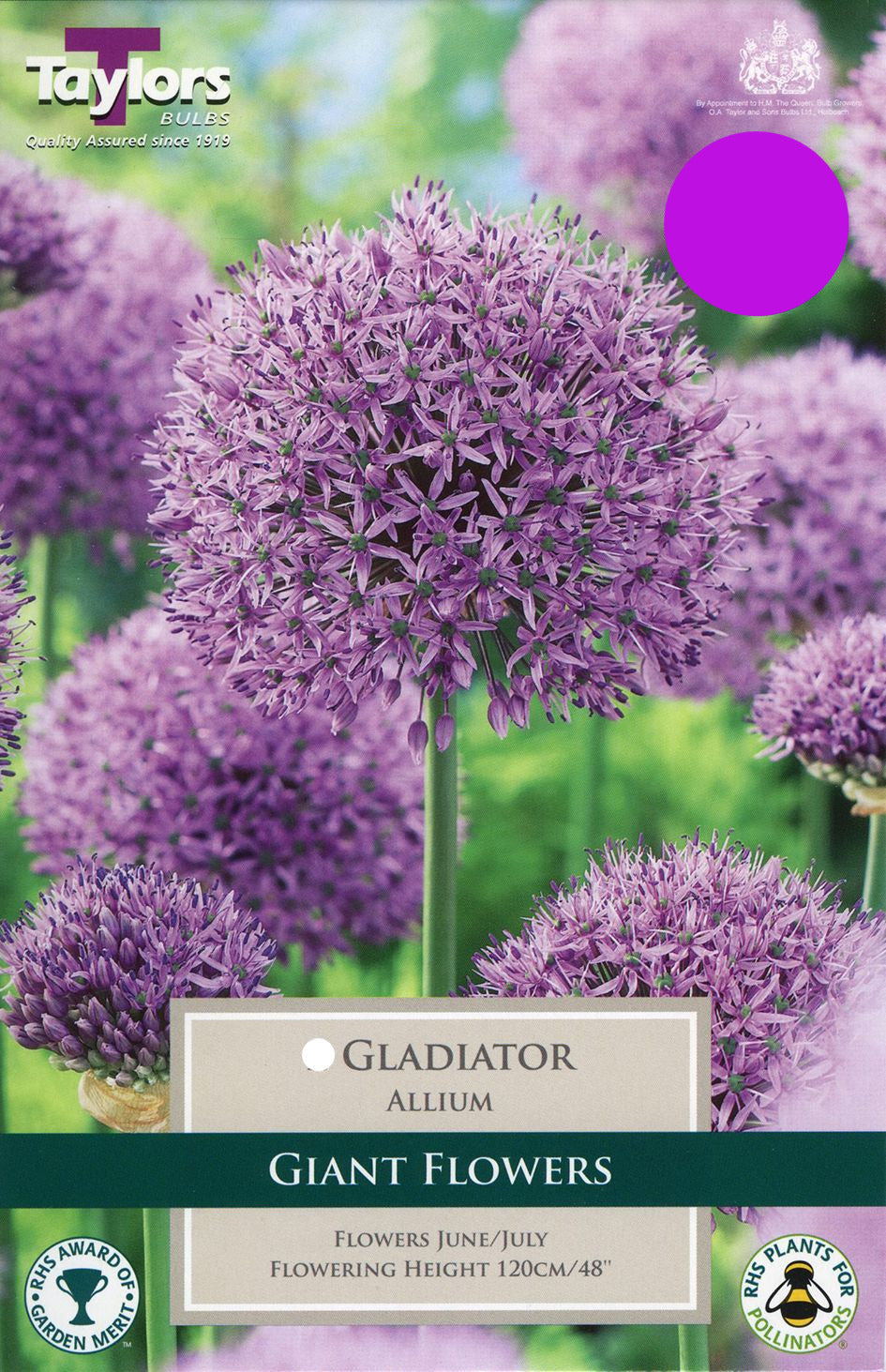 Allium Gladiator