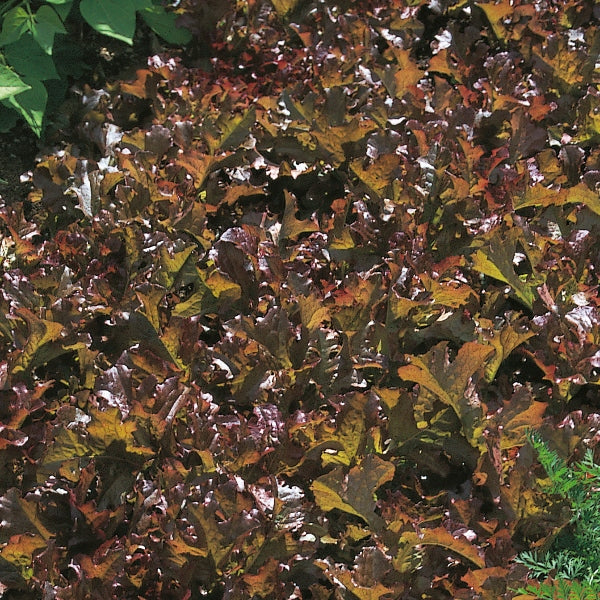 Suffolk Herbs ORGANIC SEEDS Lettuce Red Salad Bowl