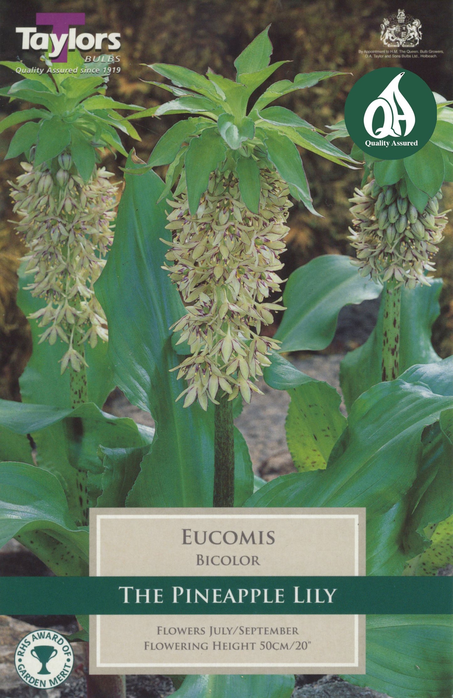 Eucomis comosa (Pineapple Lily)