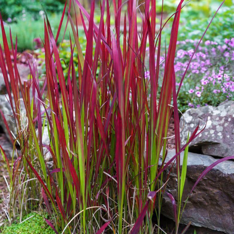 Imperata Red Baron