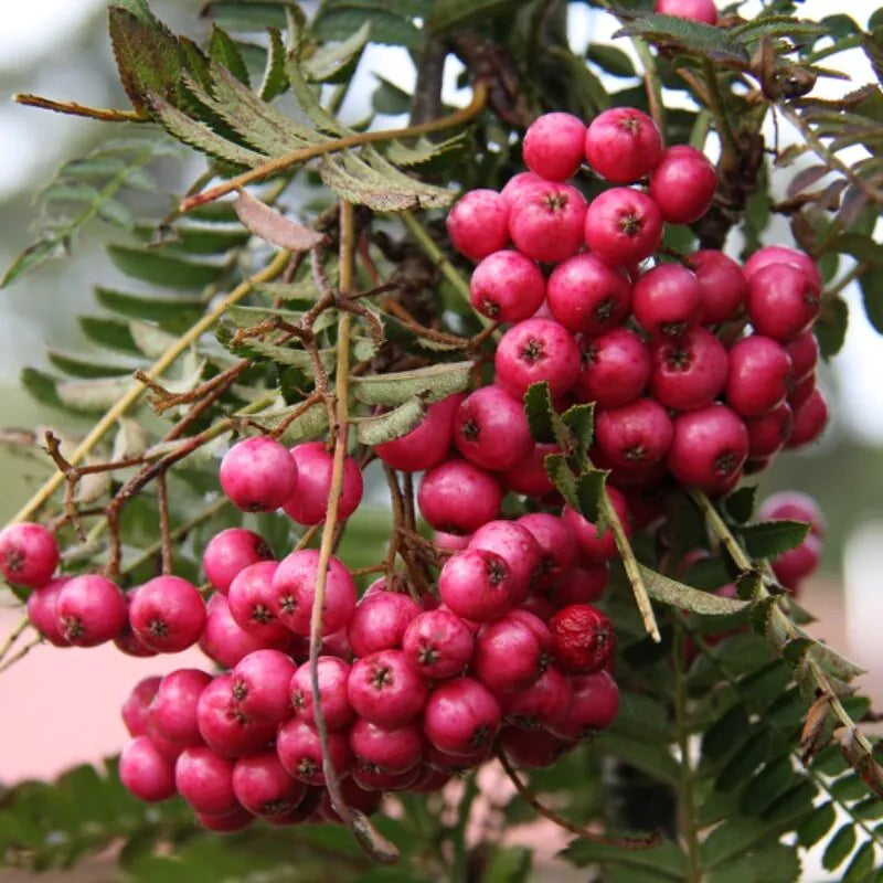 Sorbus Glendoick Spire
