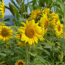 Kings Seeds Sunflower Helianthus Giant Single