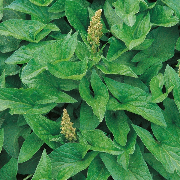 Suffolk Herbs
