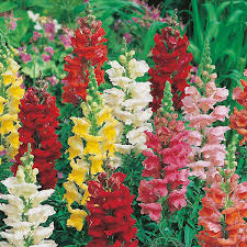 Summer Bedding